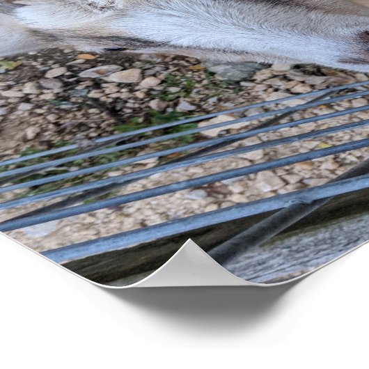 ヤギ・ブラザーズ ポスター (角)