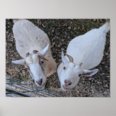 ヤギ・ブラザーズ ポスター (正面)