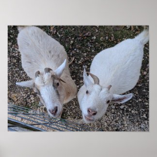 ヤギ・ブラザーズ ポスター