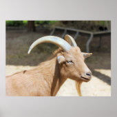 ヤギ ポスター (正面)
