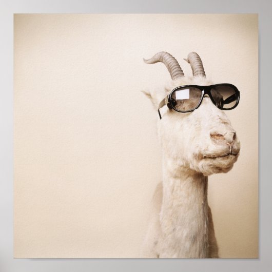 ヤギ ポスター (正面)