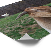 ヤギ ポスター (角)