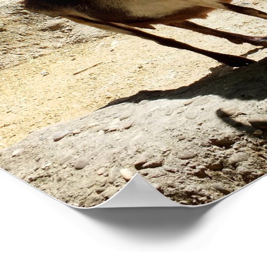 ヤギ ポスター (角)