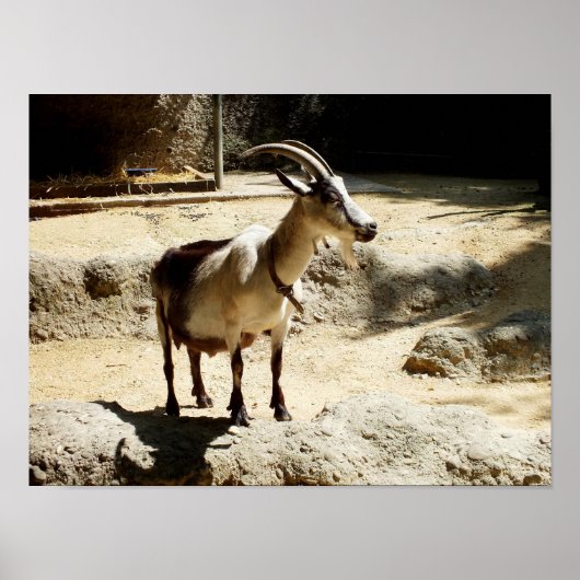 ヤギ ポスター (正面)
