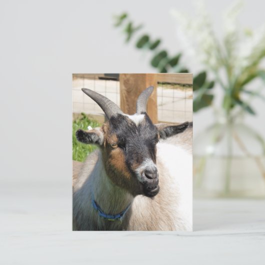 ヤギ ポストカード (スタンド正面)