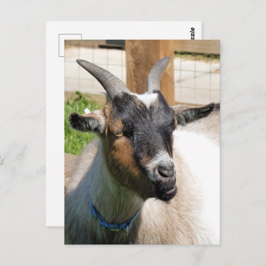ヤギ ポストカード (正面/裏面)