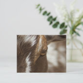 ヤギ ポストカード (スタンド正面)