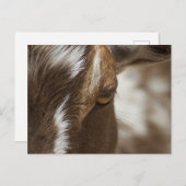 ヤギ ポストカード (正面/裏面)