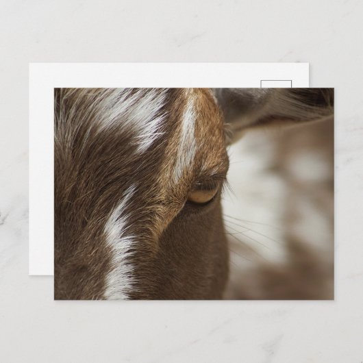ヤギ ポストカード (正面/裏面)