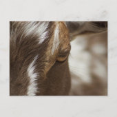 ヤギ ポストカード (正面)