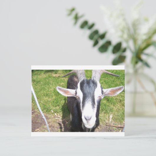 ヤギ ポストカード (スタンド正面)