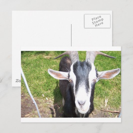 ヤギ ポストカード (正面/裏面)