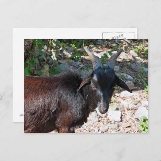 ヤギ ポストカード (正面/裏面)