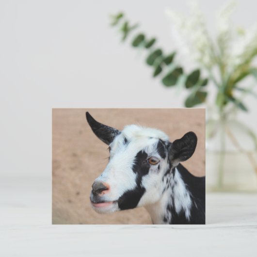 ヤギ ポストカード (スタンド正面)