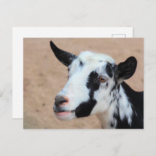 ヤギ ポストカード (正面/裏面)