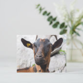 ヤギ ポストカード (スタンド正面)