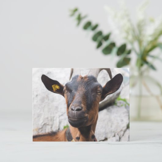 ヤギ ポストカード (スタンド正面)