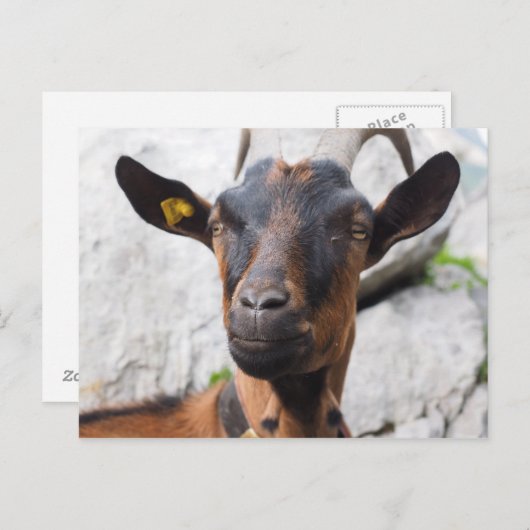 ヤギ ポストカード (正面/裏面)