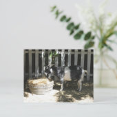 ヤギ ポストカード (スタンド正面)