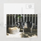 ヤギ ポストカード (正面/裏面)