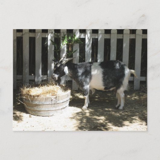 ヤギ ポストカード (正面)