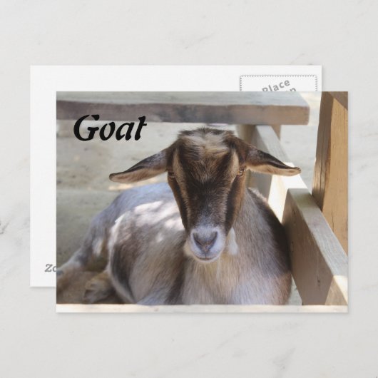ヤギ ポストカード (正面/裏面)