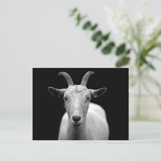 ヤギ ポストカード (スタンド正面)