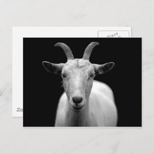 ヤギ ポストカード (正面/裏面)