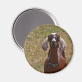 ヤギ マグネット (正面/裏面)