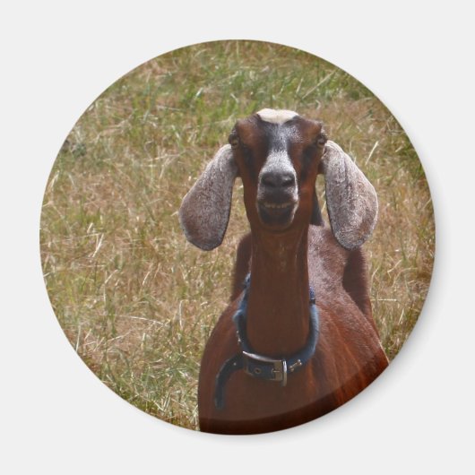 ヤギ マグネット (正面)