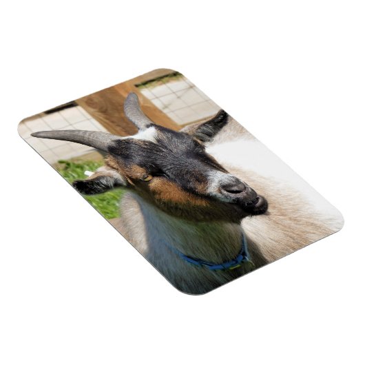 ヤギ マグネット (右側)