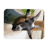 ヤギ マグネット (横)