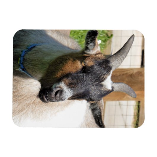 ヤギ マグネット (横)