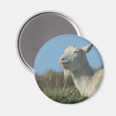 ヤギ マグネット (正面/裏面)