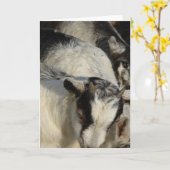 ヤギ、ヤギ、ヤギの数を増やす カード (黄色い花)