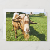 ヤギ – 招待 招待状 (正面)