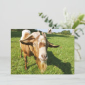 ヤギ – 招待 招待状 (スタンド正面)