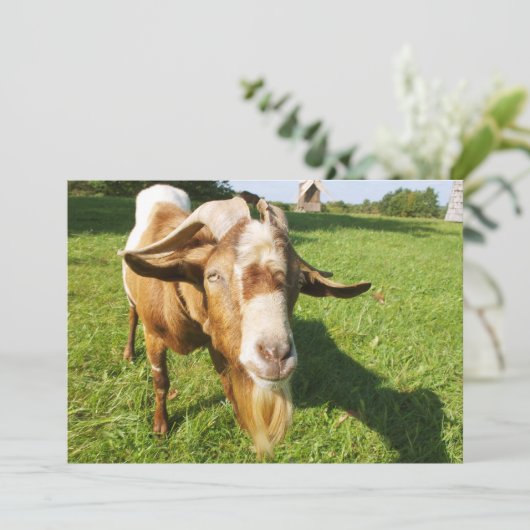 ヤギ – 招待 招待状 (スタンド正面)