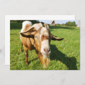 ヤギ – 招待 招待状 (正面/裏面)