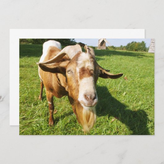 ヤギ – 招待 招待状 (正面/裏面)