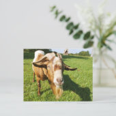 ヤギ – 葉書 ポストカード (スタンド正面)