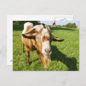 ヤギ – 葉書 ポストカード (正面/裏面)