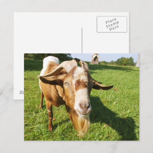 ヤギ – 葉書 ポストカード (正面/裏面)