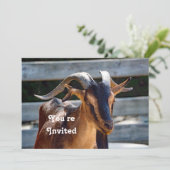 ヤギ 黒 茶色 角 動物 フォト 誕生日 招待状 (スタンド正面)