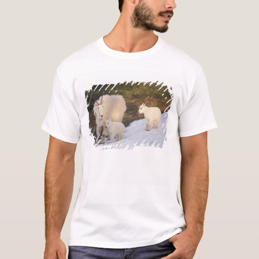 ヤギ Tシャツ (正面)