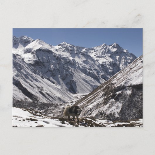 ヤクの近くジョモラーリ山ジャングータングJigme Dorji ポストカード (正面)