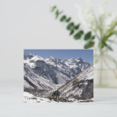 ヤクの近くジョモラーリ山ジャングータングJigme Dorji ポストカード (スタンド正面)