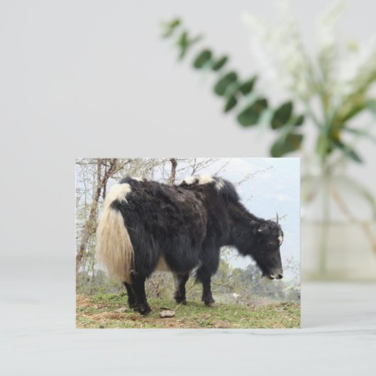 ヤク ポストカード (スタンド正面)