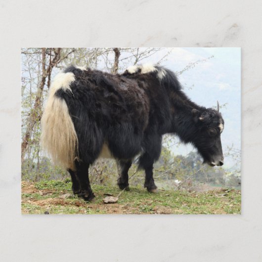 ヤク ポストカード (正面)