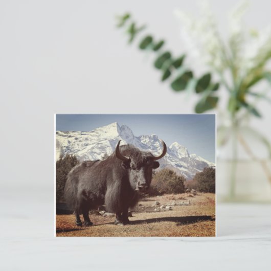 ヤク ポストカード (スタンド正面)